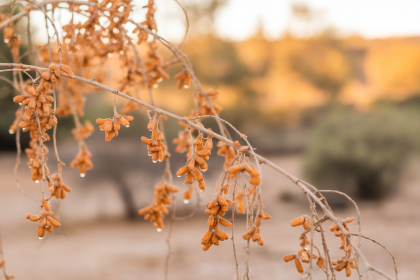 Boswellia : Quels Dangers et Précautions à Connaître Avant Utilisation ?