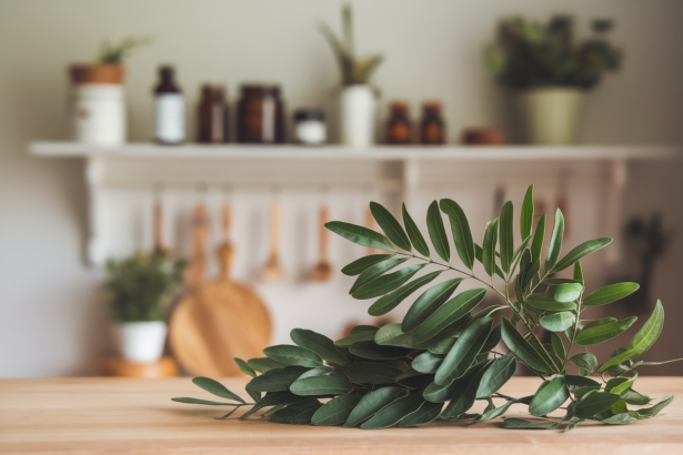 Moringa : Dangers et Précautions à Connaître Avant Consommation