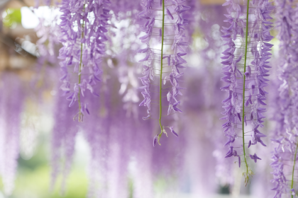 Glycine Danger : Tout Savoir sur les Risques de cette Plante Grimpante