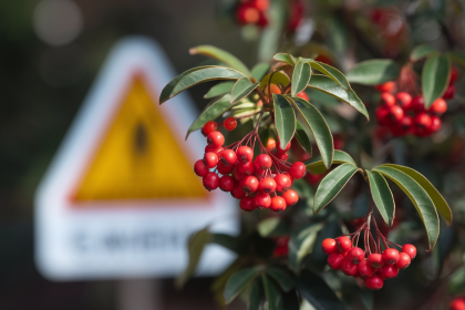 Schisandra Danger : Les Précautions à Connaître Avant Consommation