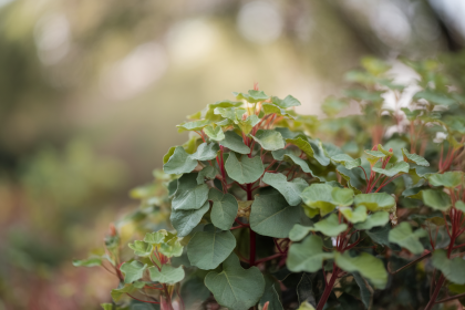 Rhodiola Rosea Dangers : Effets Secondaires et Précautions à Connaître