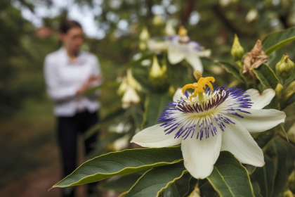 Passiflore : Dangers et Précautions à Connaître Avant Utilisation